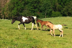 d92017c1-4420-4daa-ab8a-2e236276ff72