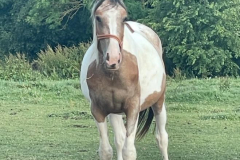 40fc1775-f9d4-4d33-9e19-10c8619dab63