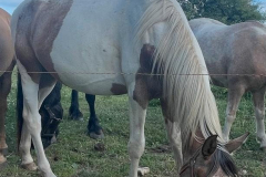 de4f87e6-dba4-40ee-8585-ff994e028192