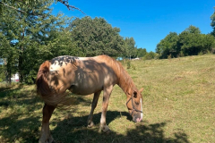 eba6b343-2759-4527-b437-c0bf0749bd26