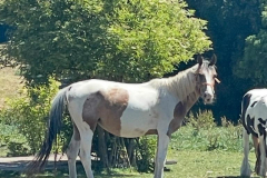 3d65fc56-cab2-42a4-8292-894c2e54edbe